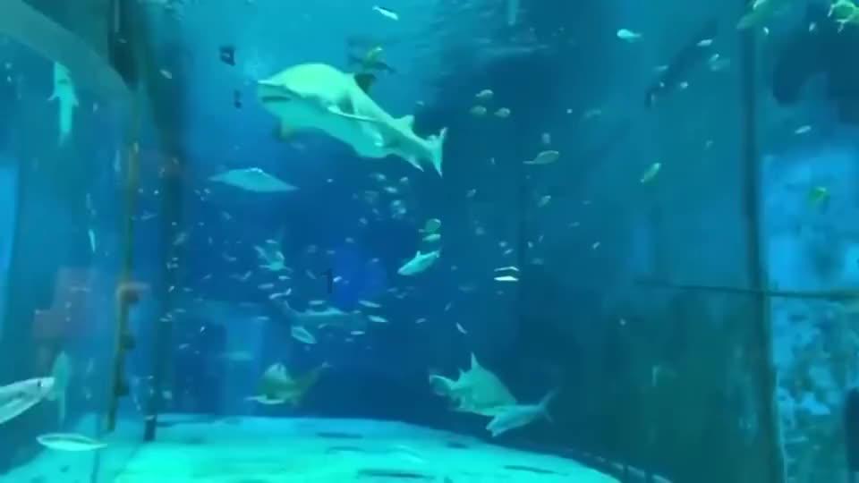 动物帮帮忙保卫家园