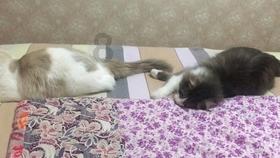 逗小猴开心系列187