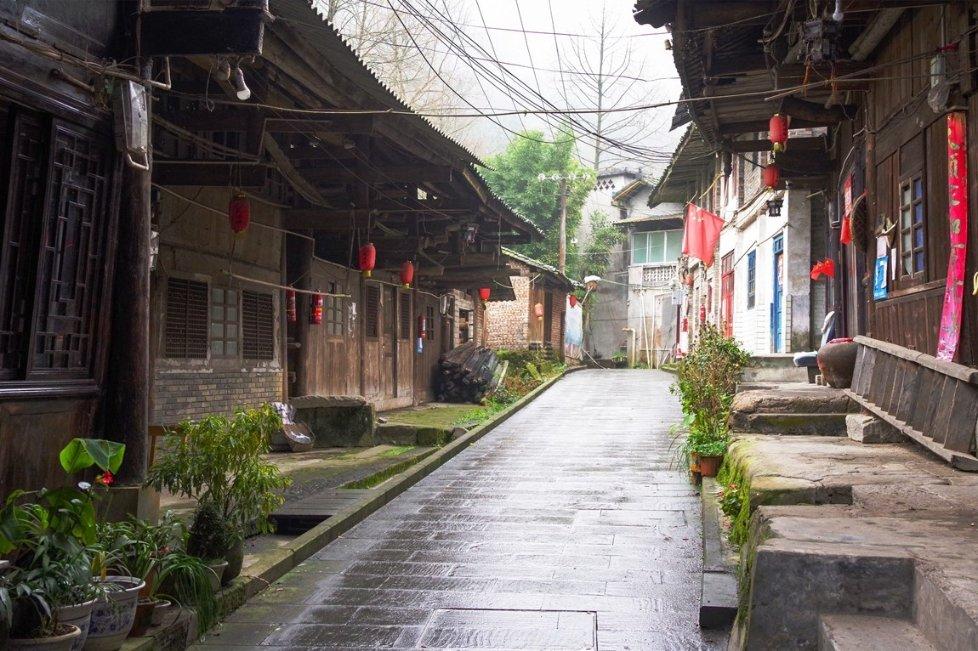 动物帮帮忙保卫家园